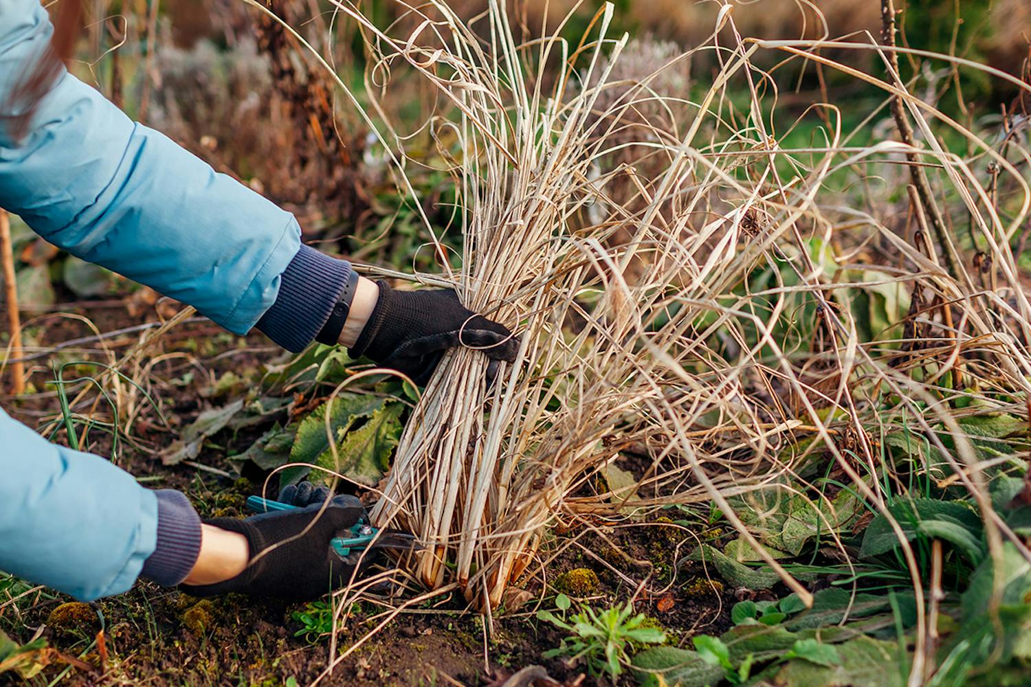 Perennojen leikkaus Leikkaa perennat keväällä